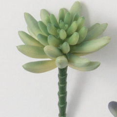 Small Succulent Pick 2 - Drifts East